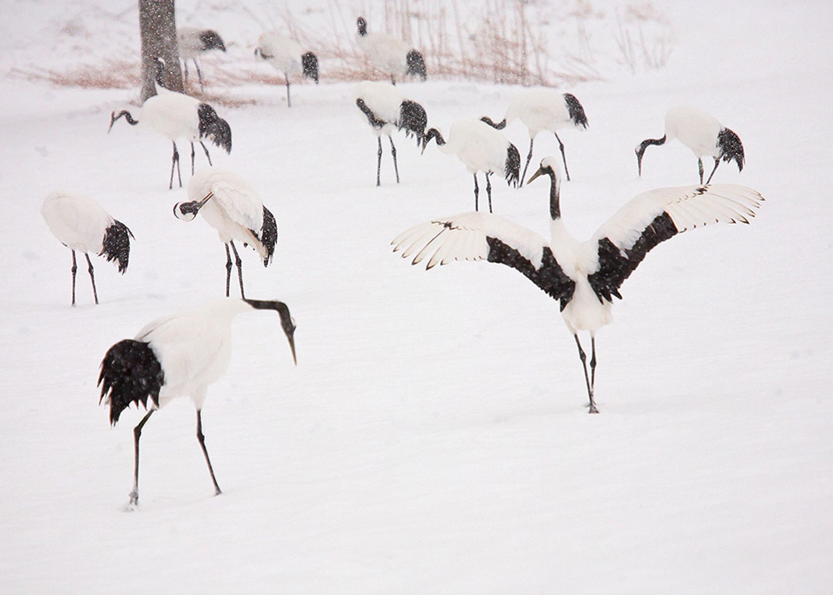 Endangered Red-crowned cranes during snowfall in Tsurui Ito Tancho Sanctuary on Hokkaido, Island, Japan. Wintery Gathering, Red-Crowned Cranes, Hokkaido, Japan