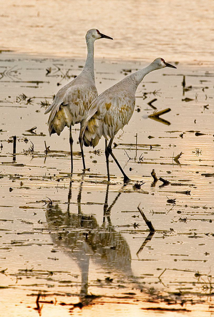 Sandhill Cranes at Twilight I, Isenberg Reserve, California