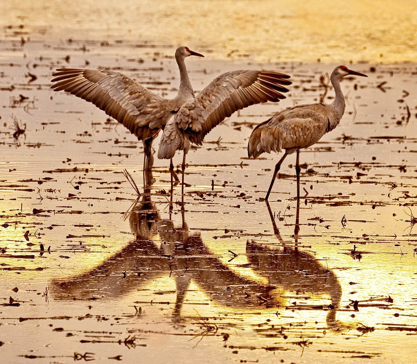 It Was Twilight And Sandhill Cranes >> Sandhill And Whooping Cranes Of North America Susan Carnahan It Was Twilight And Sandhill Cranes >> Sandhill And Whooping Cranes Of North America Susan Carnahan
