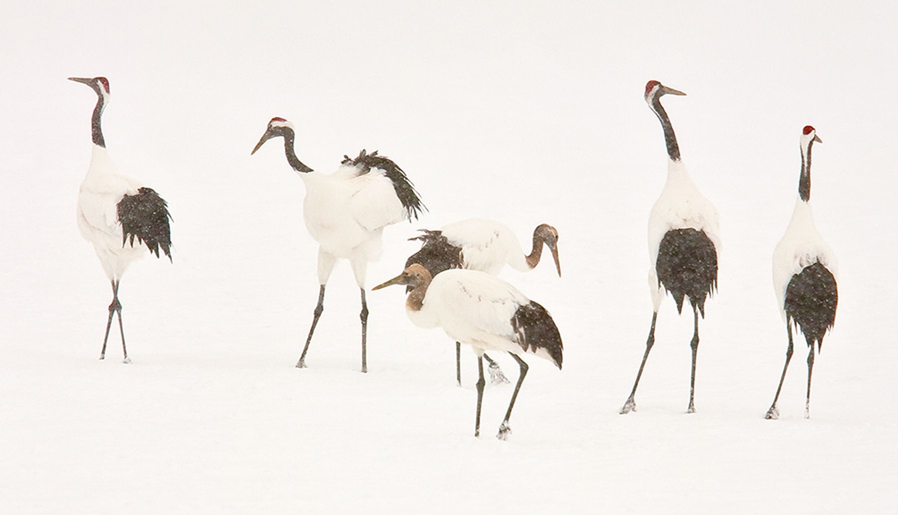 Endangered Red-crowned cranes during snowfall in Tsurui Ito Tancho Sanctuary on Hokkaido, Island, Japan Cranes in Snow II, Red-Crowned Cranes, Hokkaido, Japan