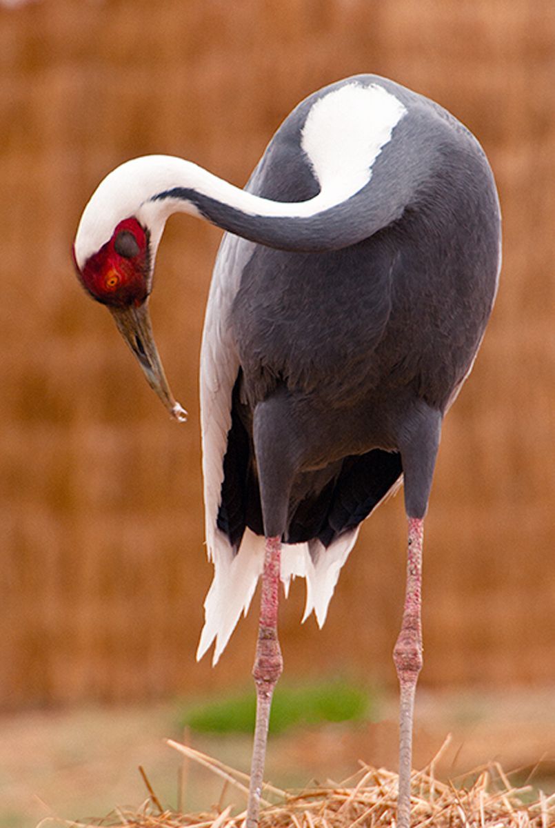 White-naped crane preening at Zhalong Reserve, China. White-Naped Crane II, Zhalong Reserve, China