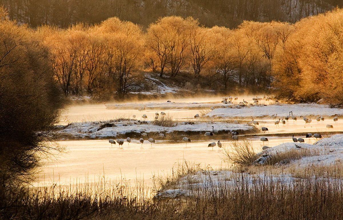 Flock of endangered Red-crowned cranes roost at dawn near Otowa Bridge, Tsurui, on Hokkaido Island, Japan. Dawn Mist II, Red-Crowned Crane, Hokkaido, Japan