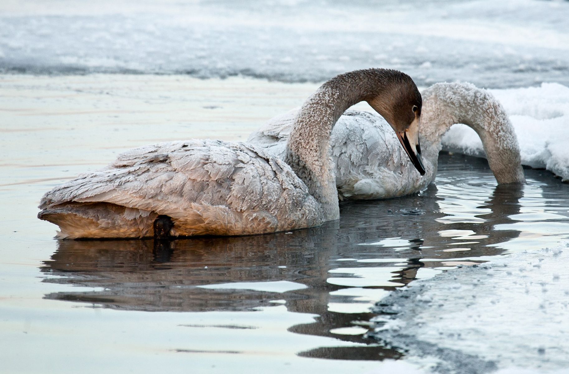 Two Whooper swans look for food in open areas of frozen Lake Kussharo, Hokkaido Island, Japan Fishing, Whooper Swans on Lake Kussharo, Hokkaido, Japan