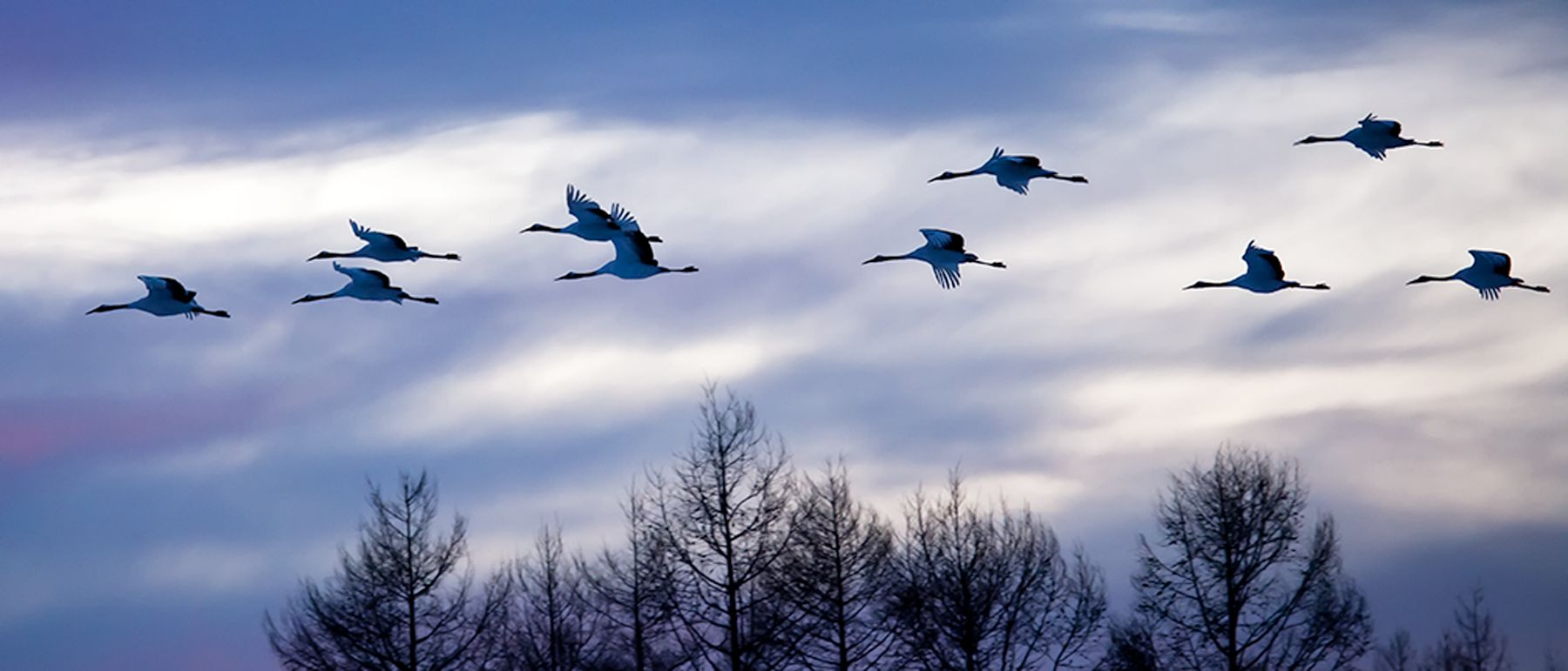 Cranes fly-in at dusk near Tsurui on Hokkaido, Japan. Fly-In II, Red-Crowned Cranes, Hokkaido, Japan