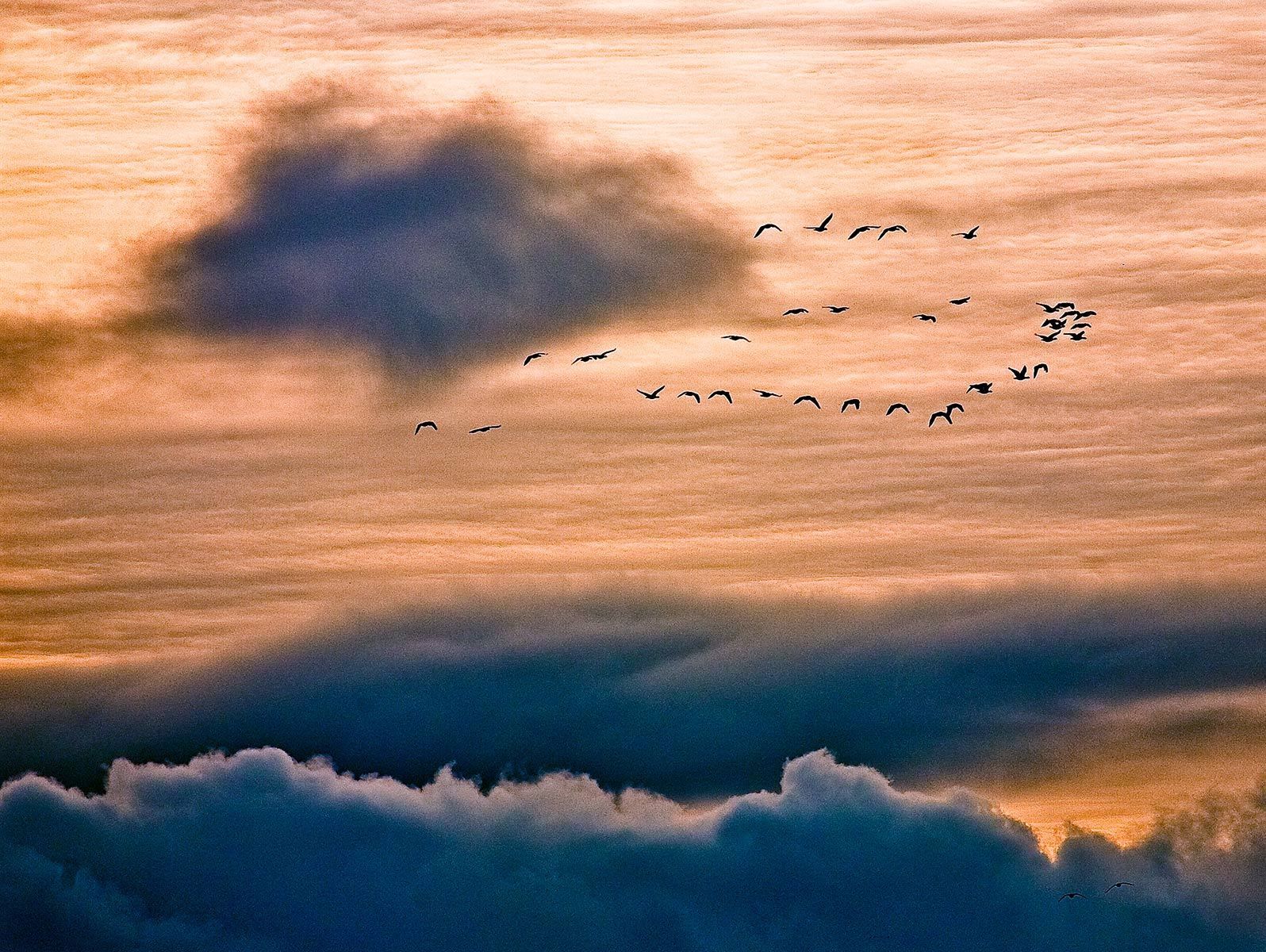 Sandhill Crane Fly-In, Isenberg Reserve, California