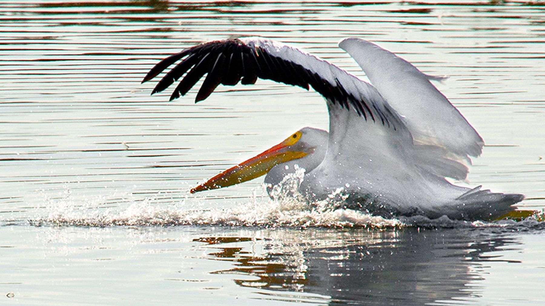 White Pelican swimming after landing in early morning at Palo Alto Baylands, California Pelican I