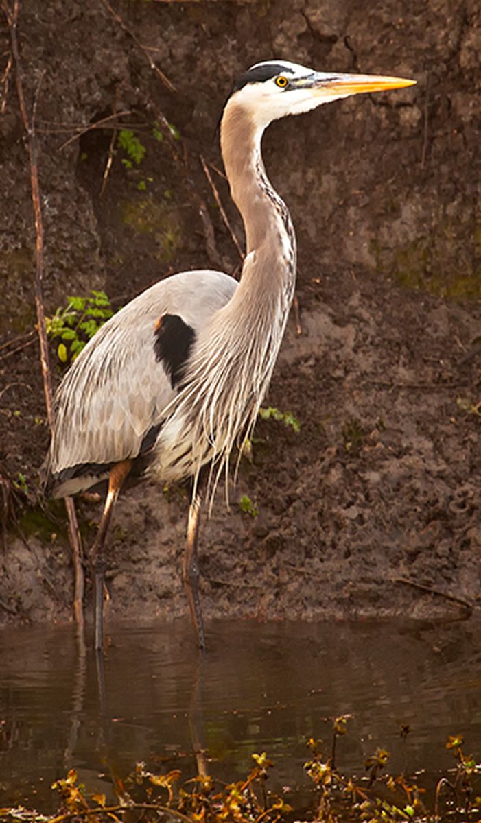 Birds of North America - Susan Carnahan