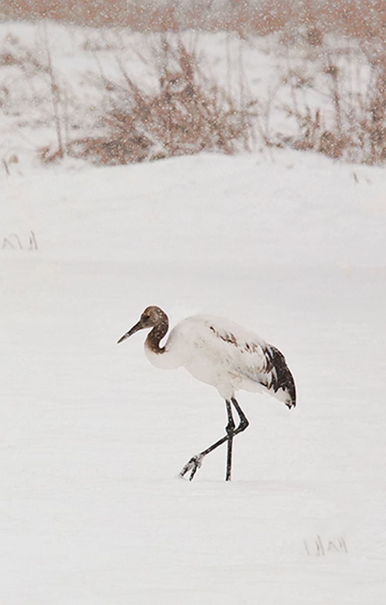 Young Red-crowned crane during snowfall at Tsurui Ito Tancho Sanctuary on Hokkaido Island, Japan Snowfall I, Red-Crowned Crane, Hokkaido, Japan