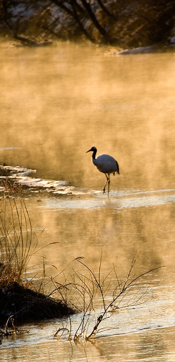 Endangered Red-crowned crane roosting at dawn near Otowa Bridge, Tsurui, Hokkaido Island, Japan. Dawn Mist I, Red-Crowned Crane, Hokkaido, Japan