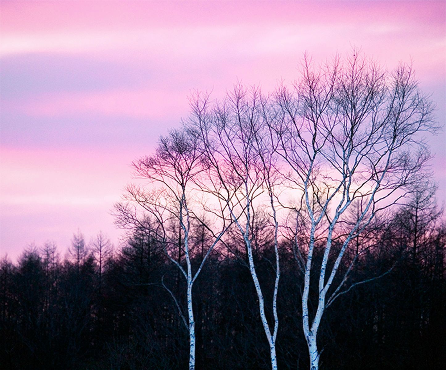 Birch trees against winter's dusk near Tsurui, Hokkaido Island, Japan Birches at Sundown, Tsurui, Hokkaido, Japan