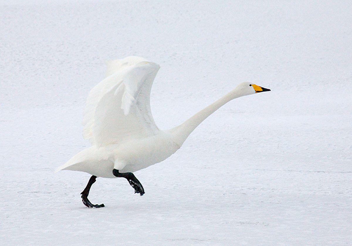 Whooper swan on Lake Kussharo, Hokkaido, Japan  beginning flight. Taking Off I, Whooper Swan on Lake Kussharo, Hokkaido, Japan