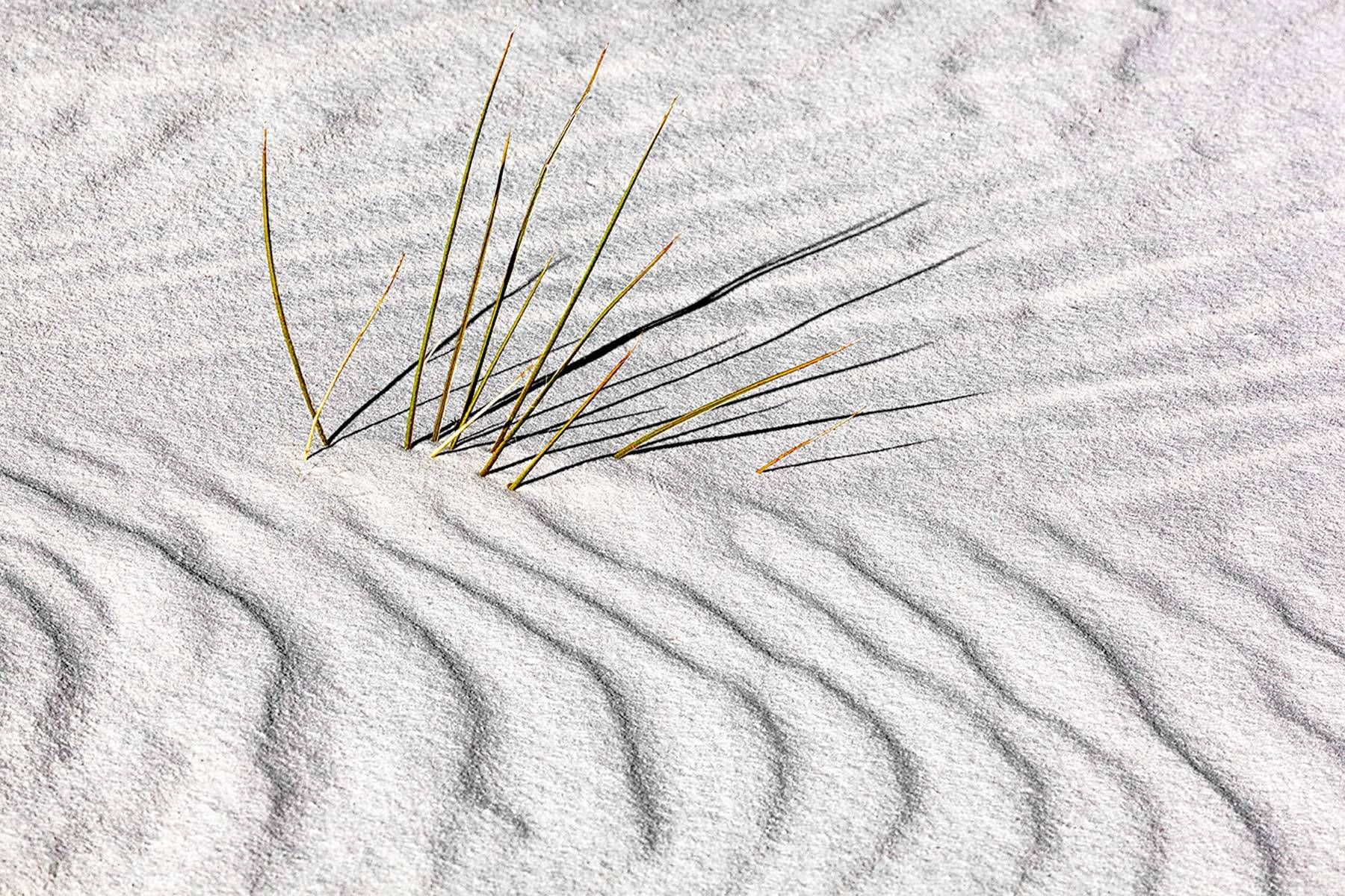 Soaptree yucca plant peaking out of the sand at White Sands National Monument Yucca V, White Sands National Monument