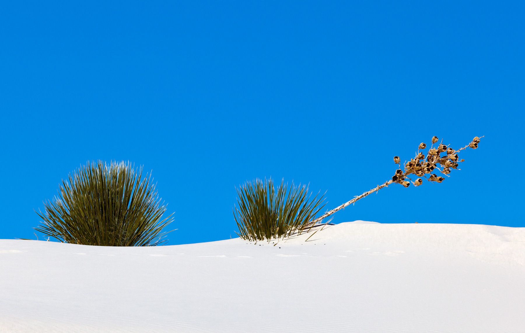 Soaptree yucca plant at White Sands National Monument Yucca VI, White Sands National Monument