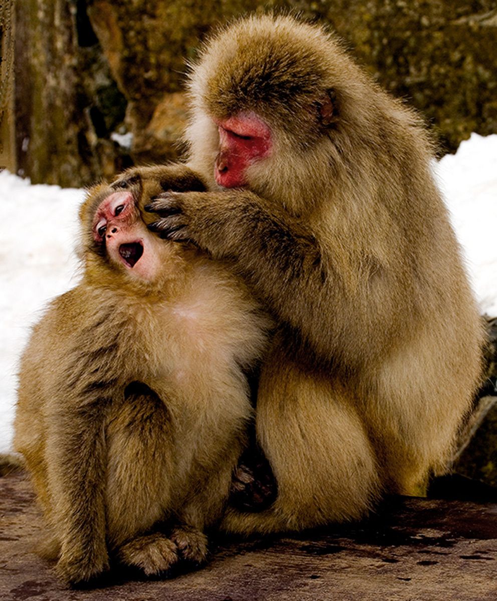 Mother snow monkey removing insects from infant's fur at Jigokundani Yaen-koen, near Nagano, Japan Mother Love, Snow Monkeys, Japan