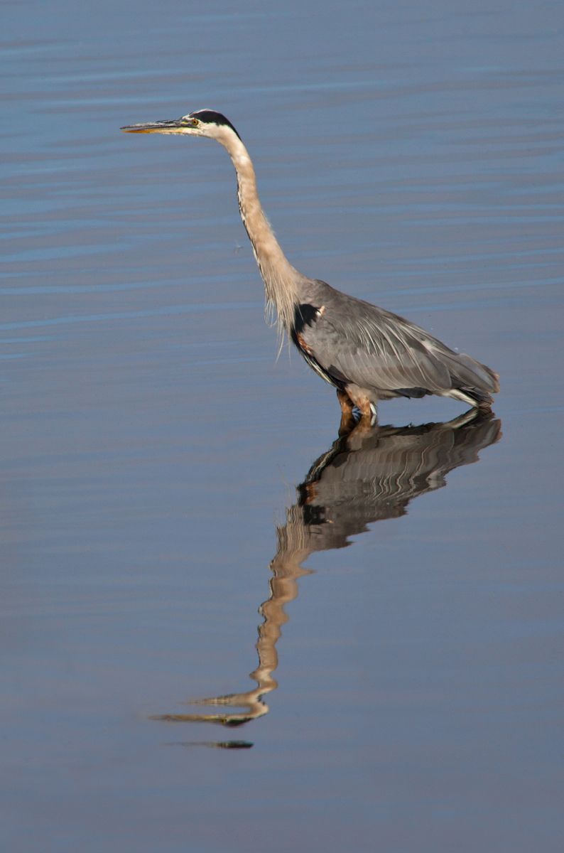 Heron just after dawn at Palo Alto Baylands Heron, Palo Alto Baylands