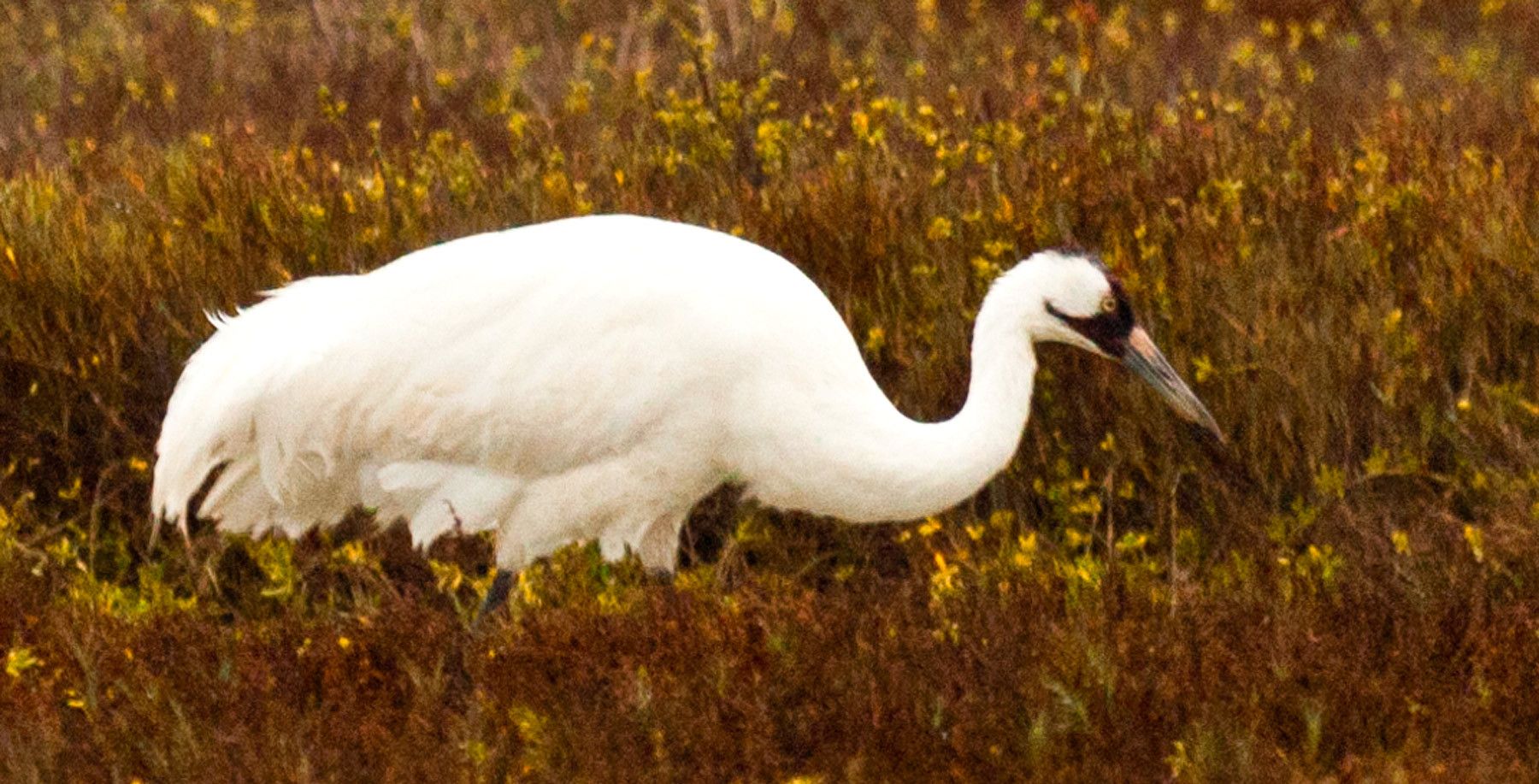 1whooping_crane_iii.jpg