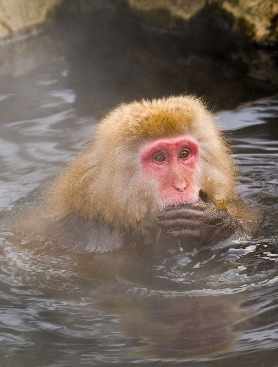 Snow monkey covering mouth with hand in hot springs at Jigokudani Yaen-koen, near Nagano, Japan Oops!, Snow Monkey, Japan