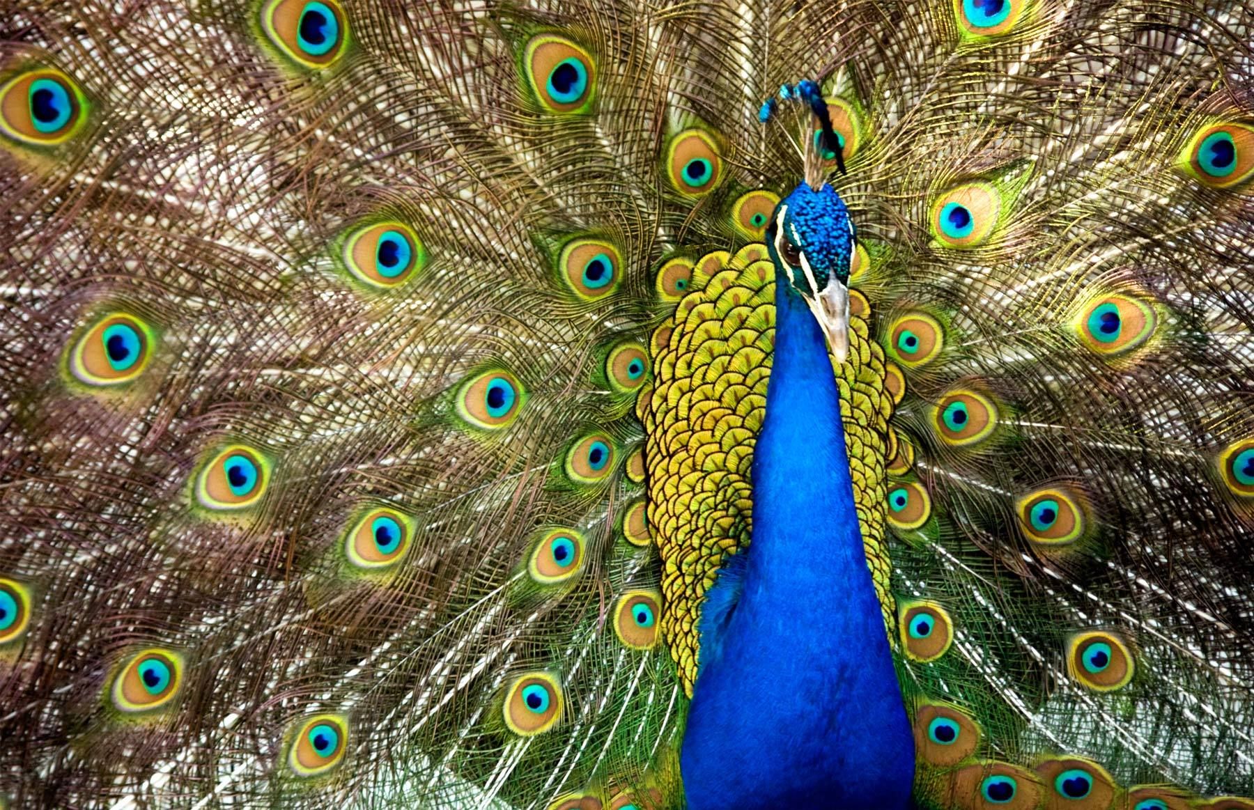 Peacock, Los Angeles Botanical Gardens