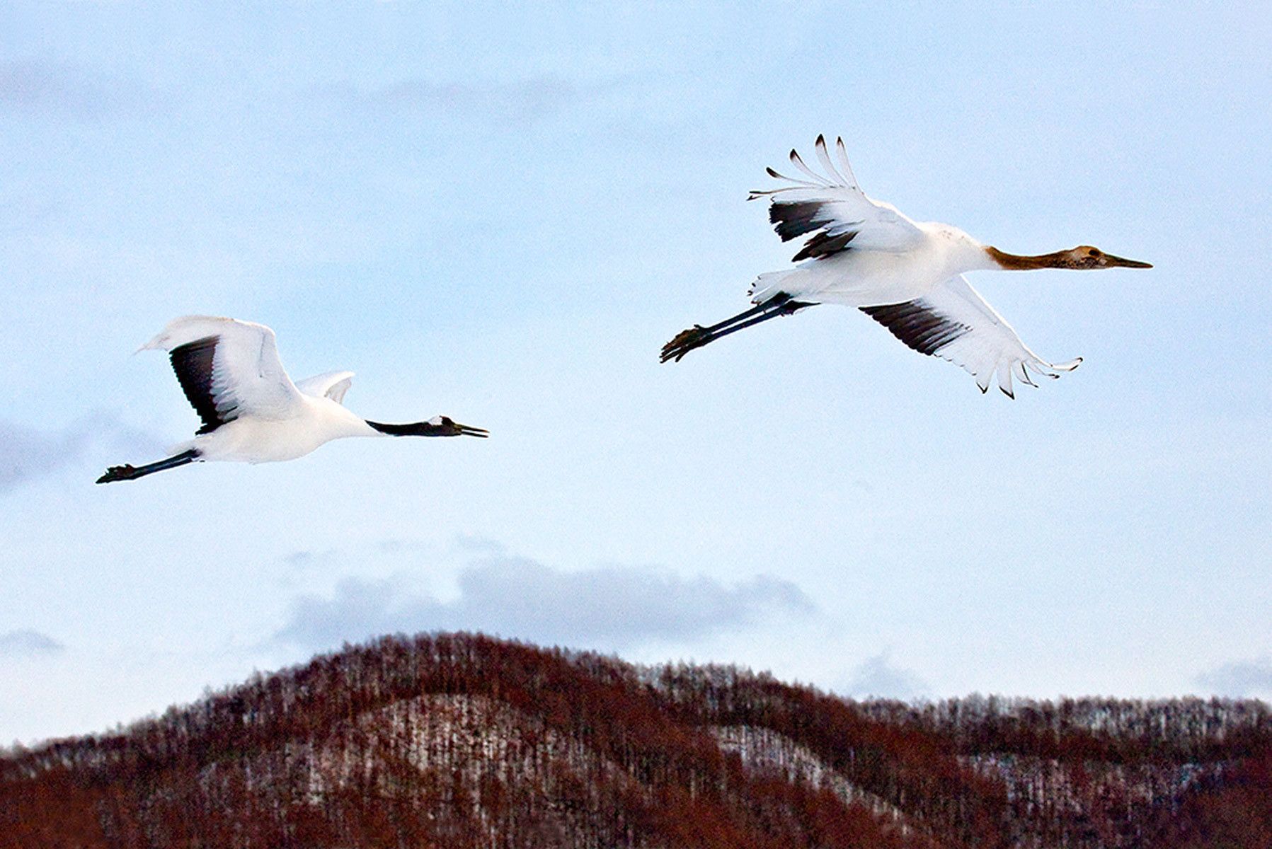 Soaring II, Red-Crowned Crane, Hokkaido, Japan