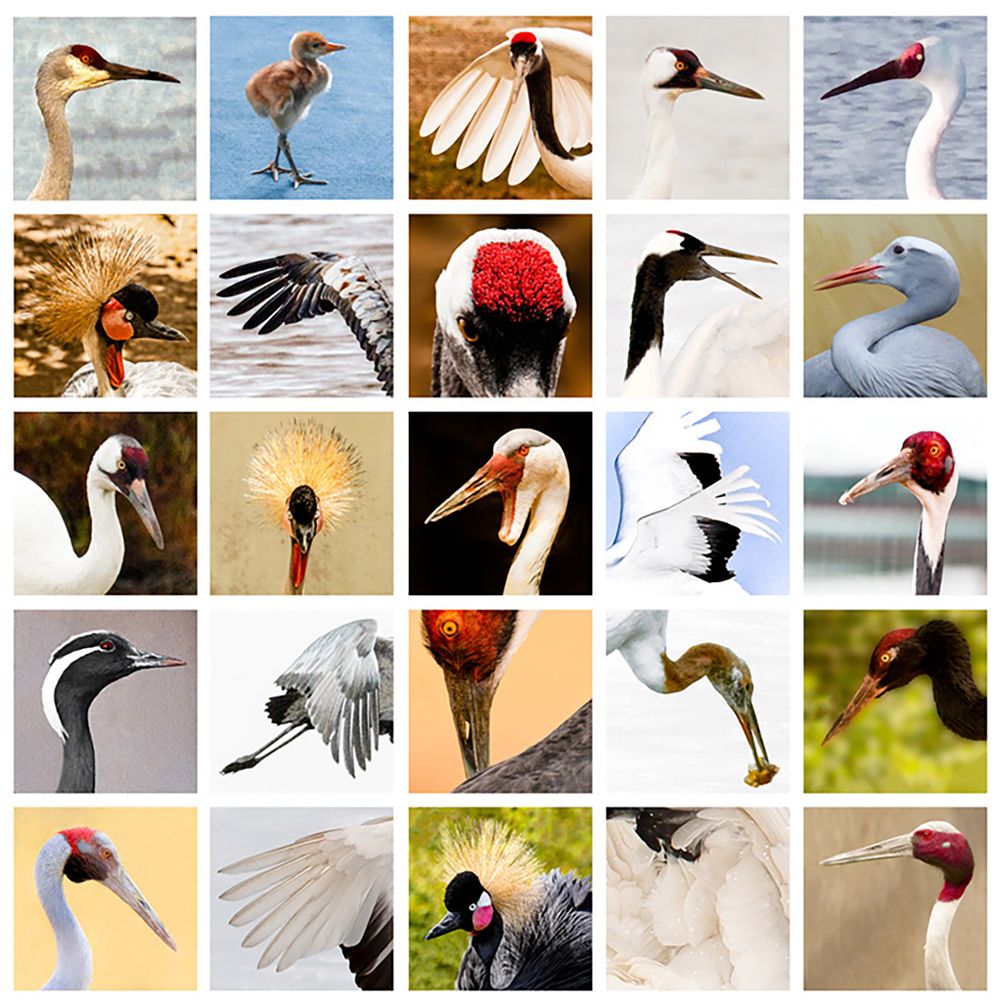 Cranes-of-the-World.jpg