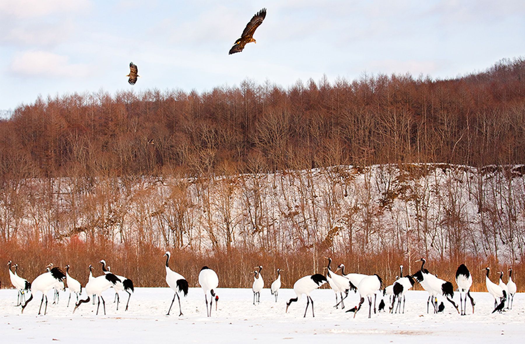 Cranes await their winter feeding at the Akan International Crane Center while eagles wait to swoop down and take some of the food on Hokkaido Island, Japan. Cranes and Eagles, Akan Crane Center, Hokkaido, Japan