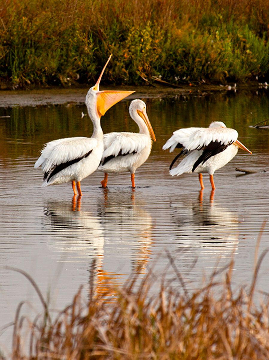 White pelicans at Palo Alto Baylands on San Francisco Bay, California Pelicans II