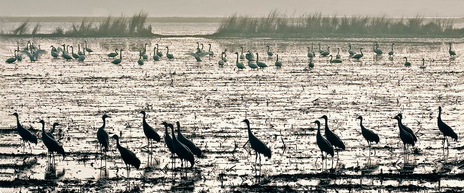 Cranes and Swans, Isenberg Reserve, California Delta