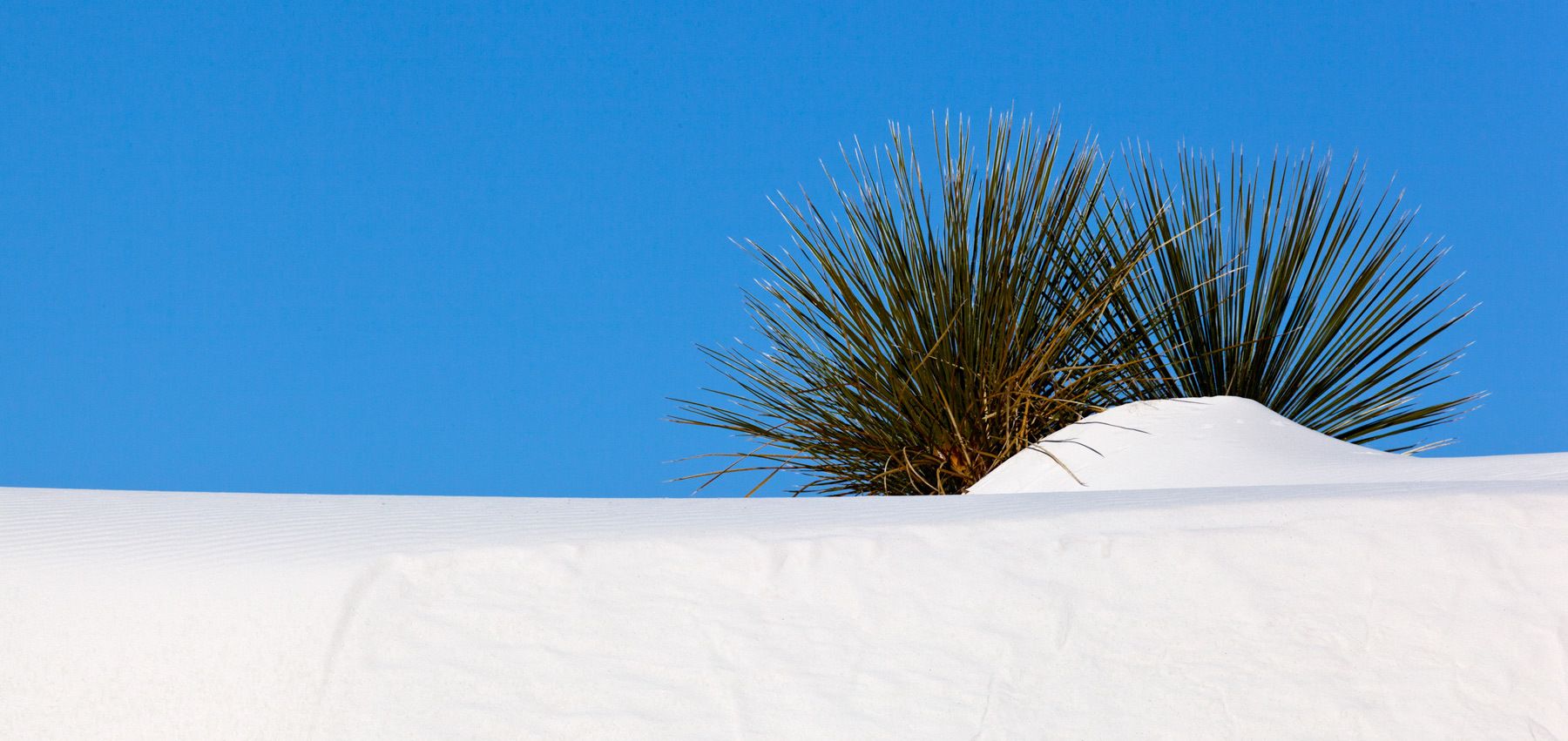 Soaptree yucca plant at White Sands National Monument Yucca IV, White Sands National Monument