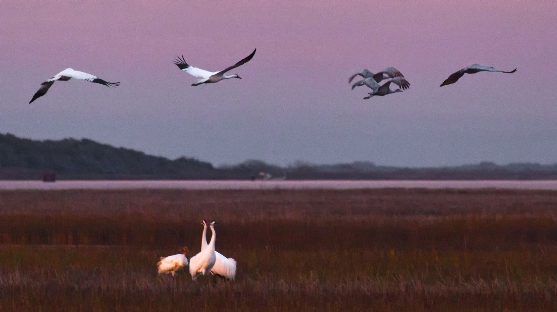 1whooping_and_sandhill_crane_fly_in.jpg