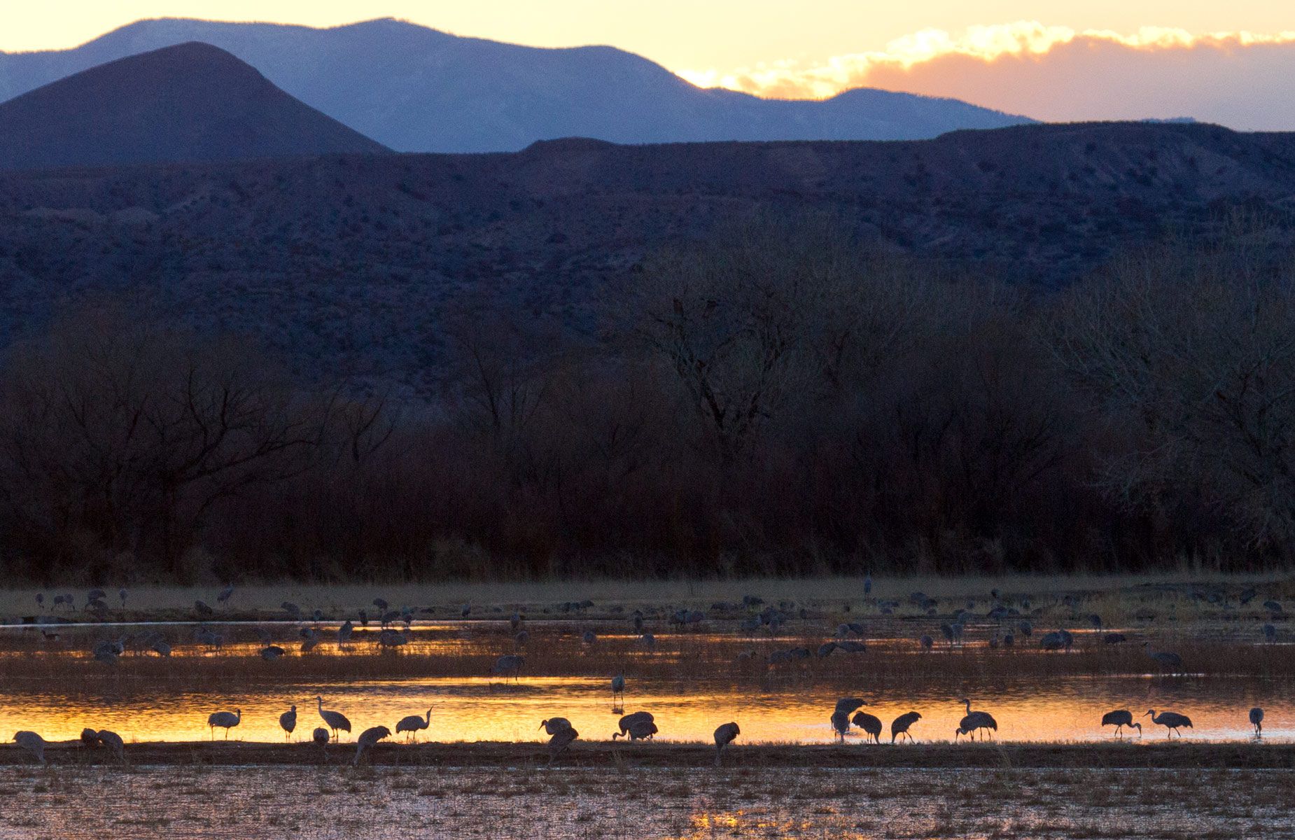 Sandhill Cranes at Dusk III, Bosque del Apache