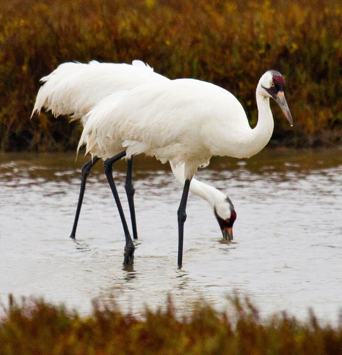 1whooping_cranes_in_aransas_bay__texas.jpg