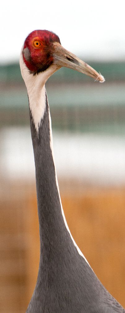 Two views of a White-naped crane at Zhalong Nature Reserve, northeast China White-Naped Crane Diptych Zhalong Reserve, China