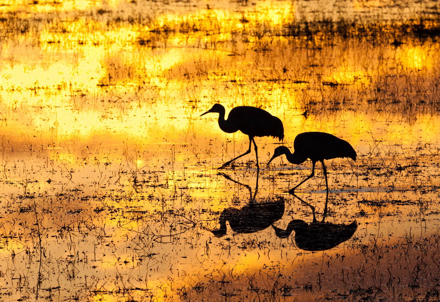 Sandhill Cranes at Dusk I Bosque del Apache