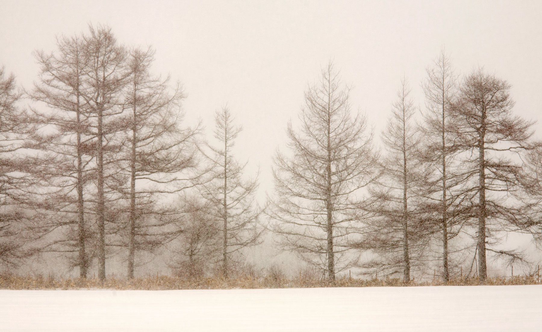 Row of trees at back of Tsurui Ito Tancho Sanctuary Trees in Snow, Tsurui, Hokkaido, Japan