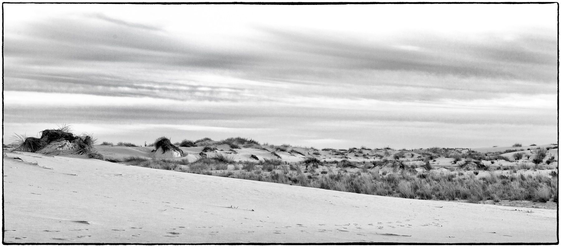 Vegetation in the dunes at White Sands National Monument Dunescape XI, White Sands National Monument