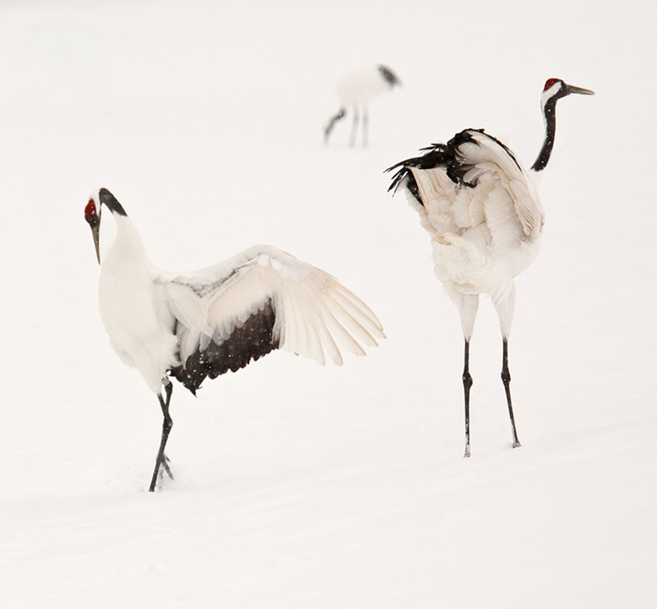 Two endangered Red-crowned cranes approach each other at the Tsurui Ito Tancho Sanctuary, Tsurui on Hokkaido Island, Japan Fliteration or Danger?, Red-Crowned Cranes, Hokkaido, Japan