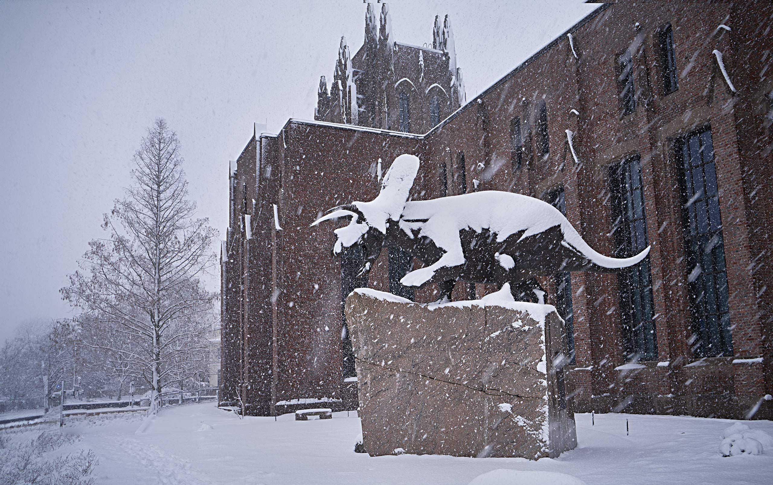 Darrell-Torosaurus-in-snow19466.jpg