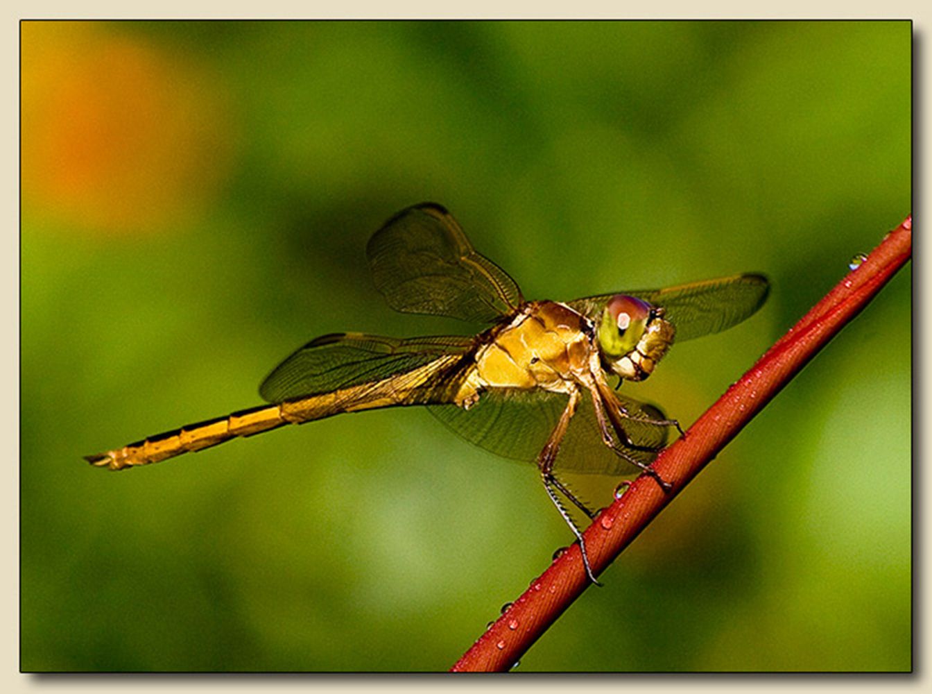 Fairchild Tropical Bontanic Garden, Coral Gables, Florida Flying Armored Warrior