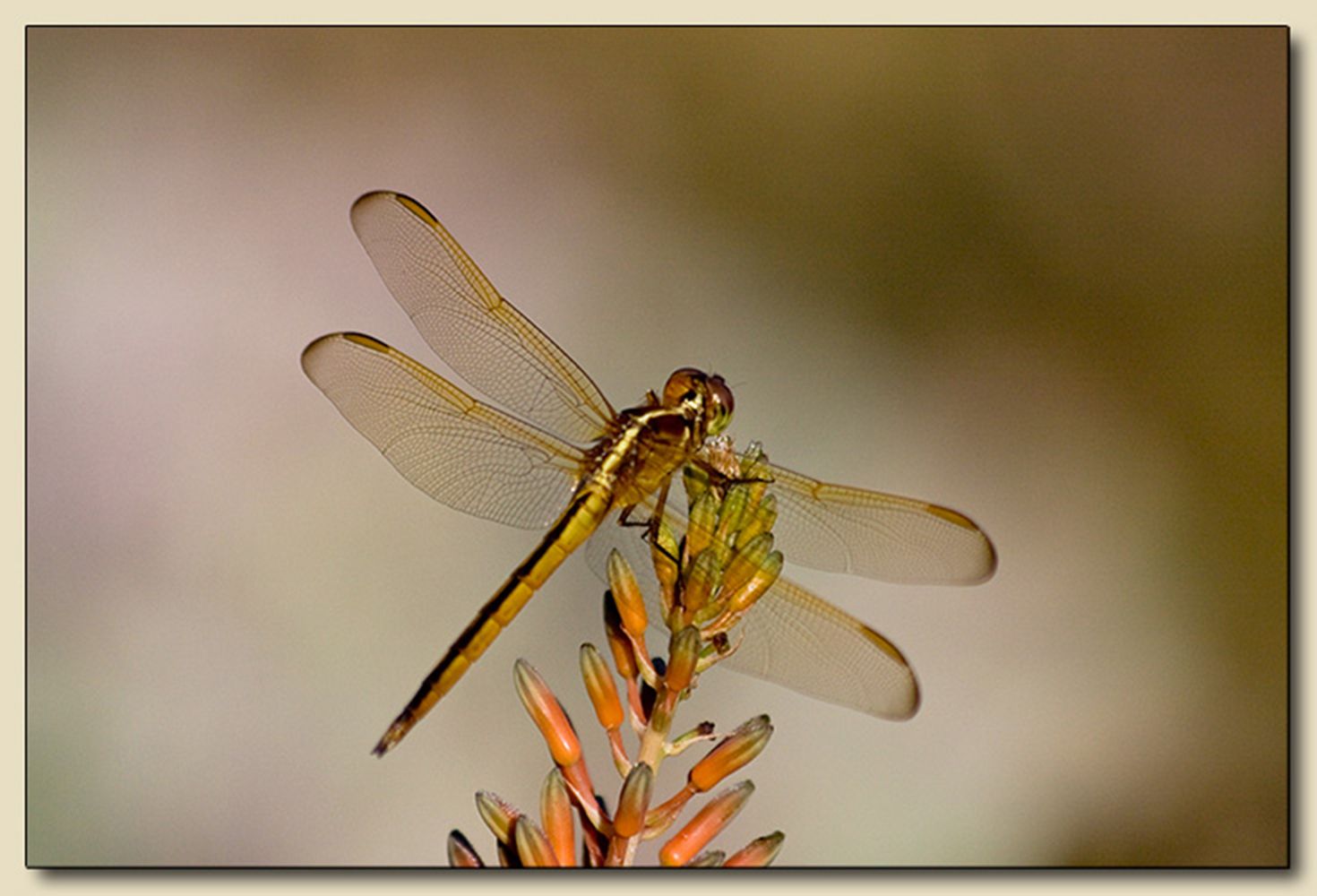 Fairchild Tropical Botanic Garden, Coral Gabels, Florida
International Color Awards, 4th Annual Photography Masters Cup, Wildlife Category Nominee - 2010 Famished