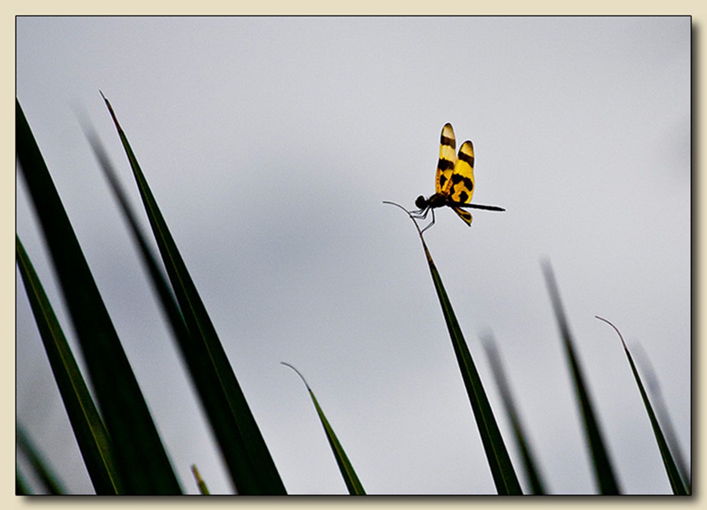 Male Halloween Pennant Dragonfly, Fairchild Tropical Botanic Garden, Coral Gables, Florida
The First National Bank of South Miami, Miami, Florida - June/July 2012 Exhibition The Intruder