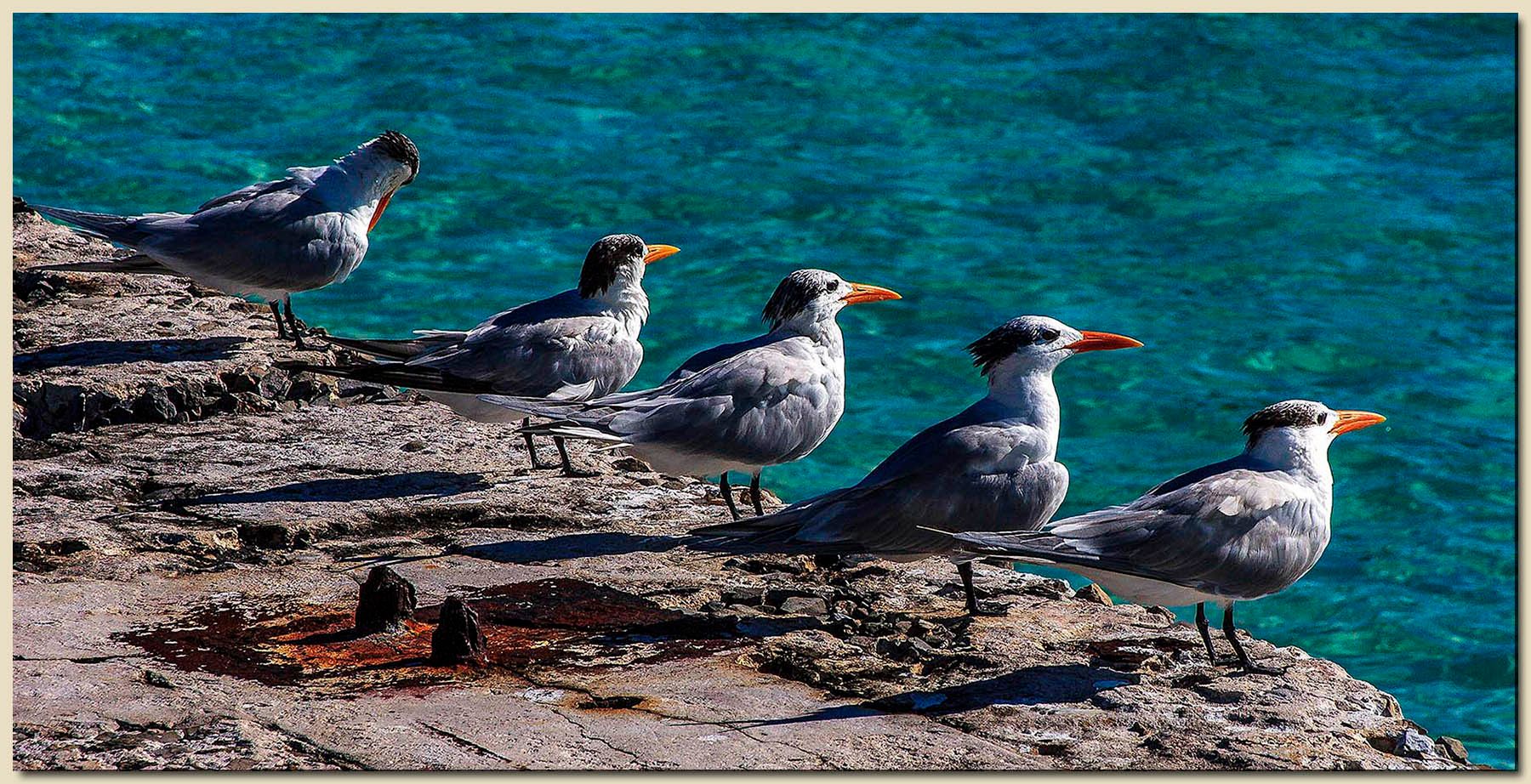 Fort Jefferson, Dry Tortugas National Park, Garden Key, Florida Distracted