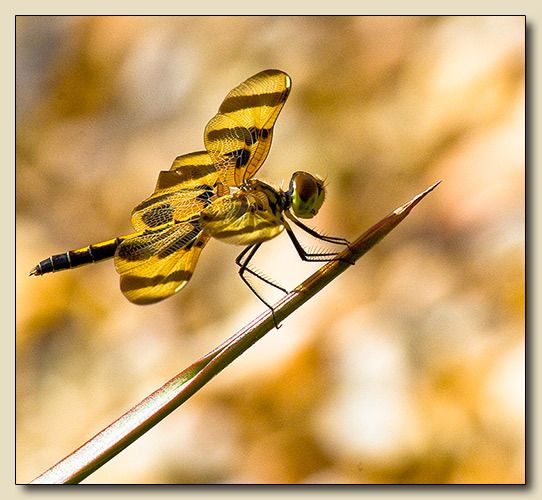 Halloween Pennant Dragonfly - Fiarchild Tropical Botanic Garden, Coral Gables, Florida
2014 North American Nature Photography Association Showcase, Semi-Finalist - 2013
Selected for North American Nature Photography Association's Daily Sampler on their website for 06/12/2013, 08/05/2013 and 09/28/2013
Palm Beach Photographic Centre 14th Annual Infocus Juried Exhibition - May 2010
International Color Awards, 4th Annual Photography Masters Cup, Wildlife Category Nominee - 2010 I Got The Point
