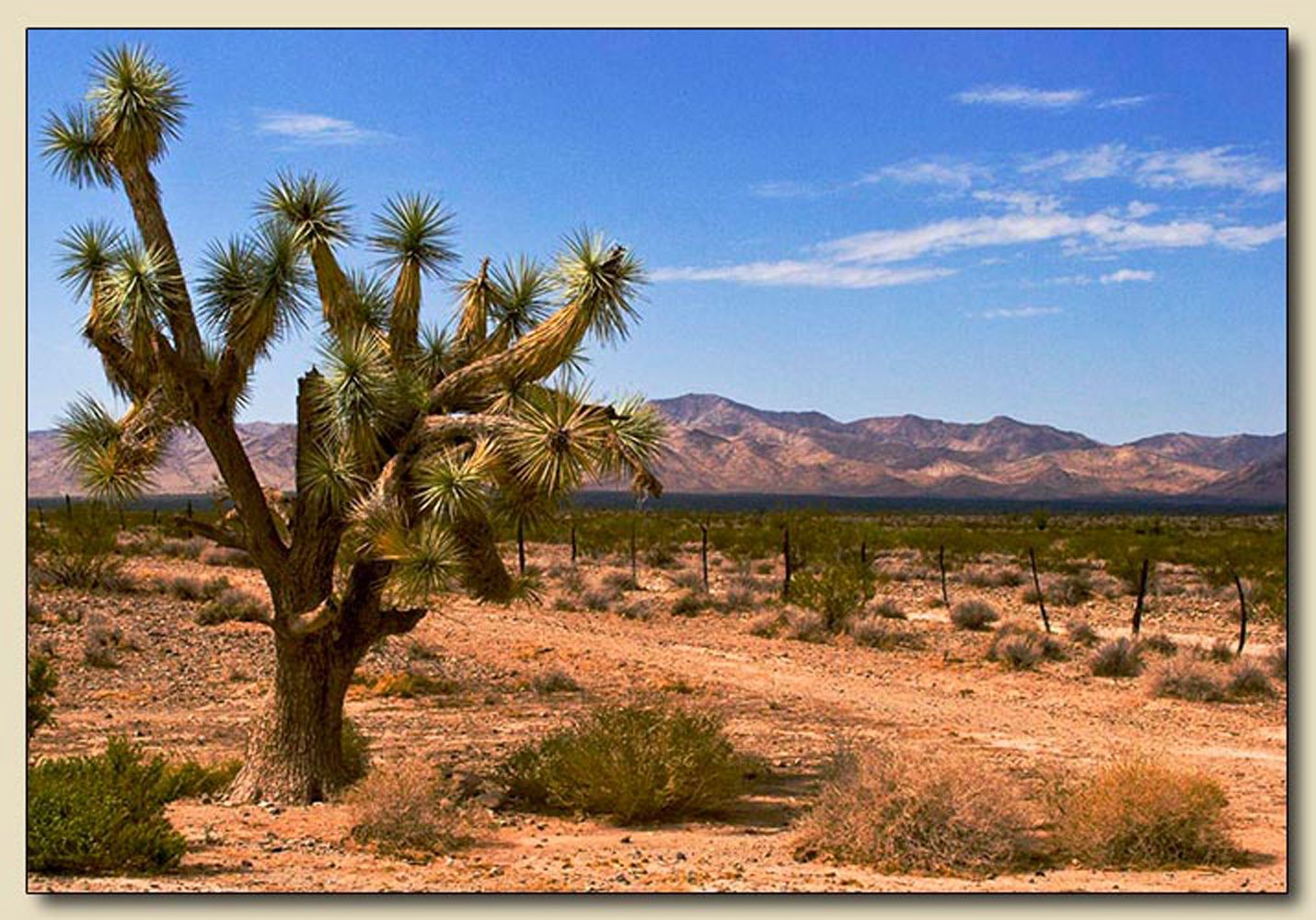 Yucca, Arizona Western Foliage