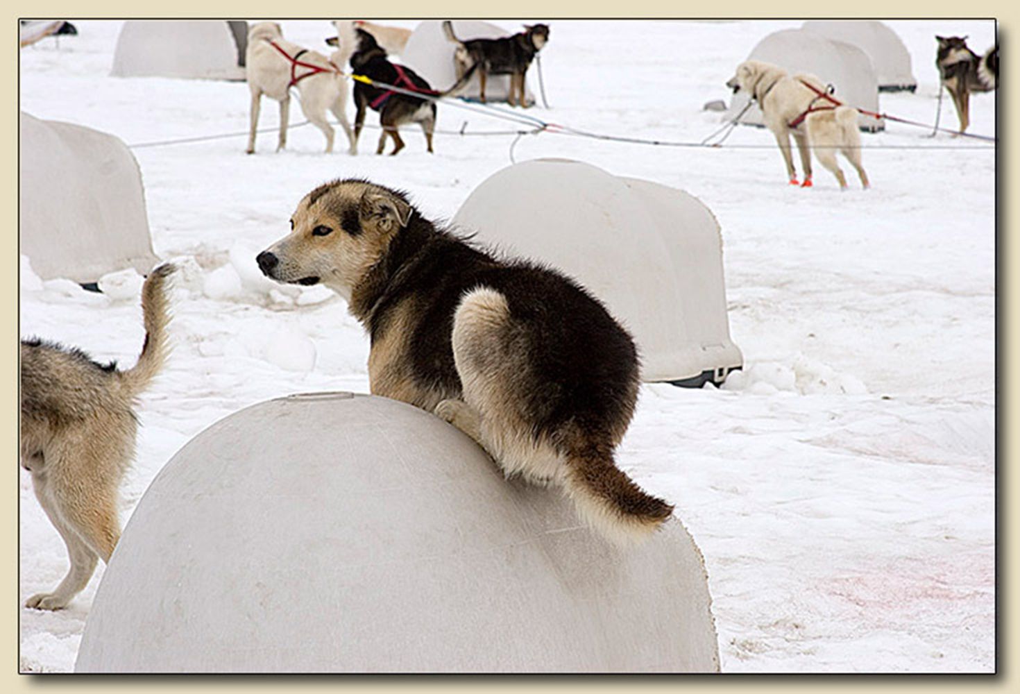 Dog Sled Camp, Norris Glacier, Alaska Taking A Break