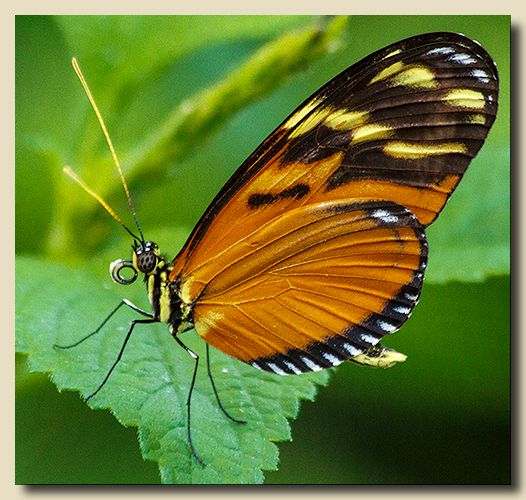 Tiger Longwing Butterfly, Fairchild Tropical Botanic Garden, Coral Gables, Florida
International Color Awards, 7th Annual Photography Masters Cup, Nominee in the Nature Category - 2014
The Worldwide Gala Awards 5th Pollux Awards, Nature Category - Finalist - 2013 Here's Looking At You