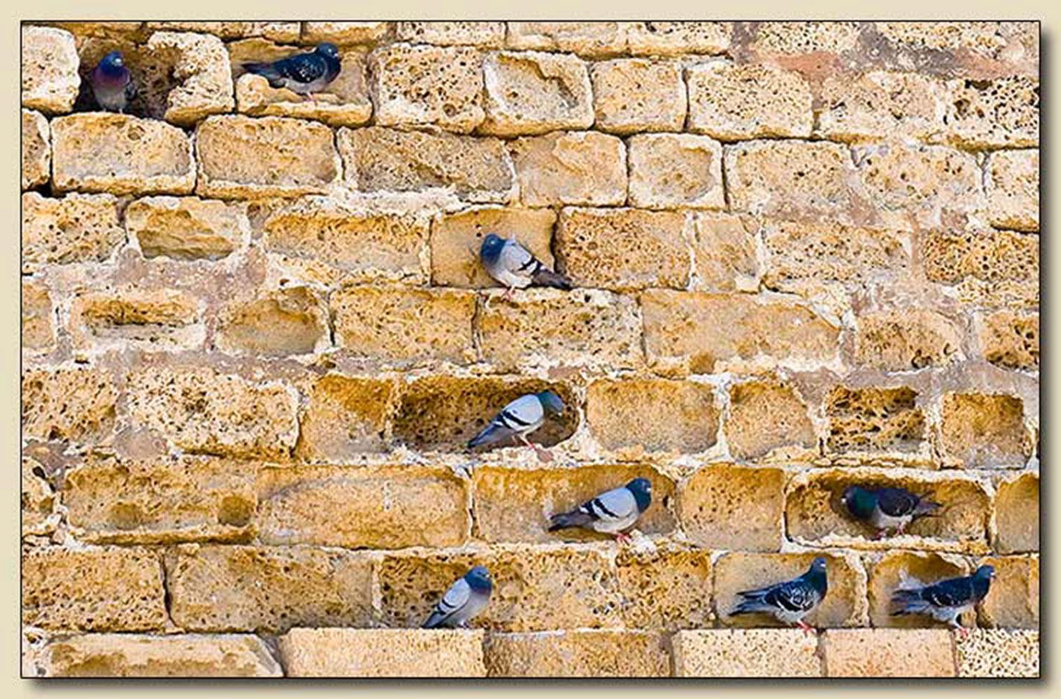 Caesarea,                                                              
                                                                                     Israel Exhibit Bet Shira Congregation, Pinecrest, Florida May 2011 Bird Pockets