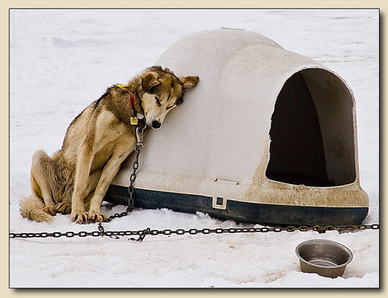 Dog Sled Camp, Norris Glacier, Alaska
8th Annual Black & White Spider Awards, Photojournalism Category Nominee - 2013 Mushed Out
