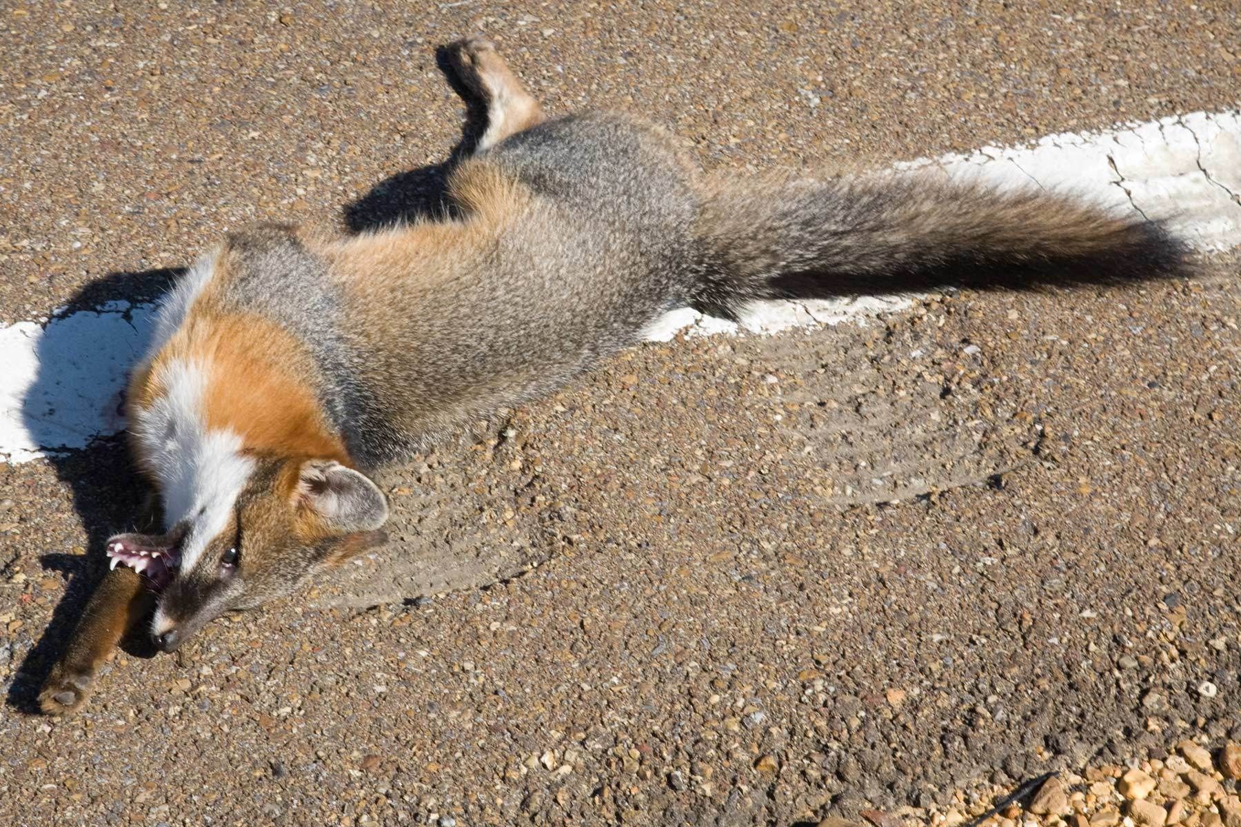 dead fox on the roadside in Wyoming 