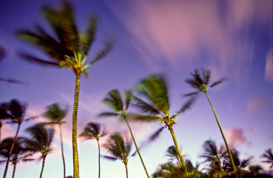 01127-Palm trees.jpg