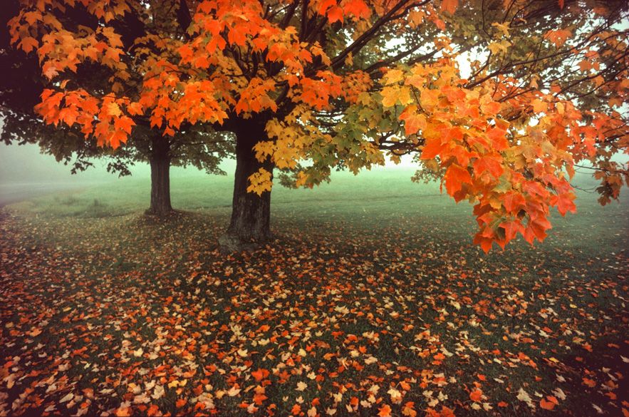 00471 Fall Maples-TIB.jpg